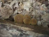 Simocybe sumptuosa image