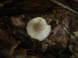Volvariella pusilla image