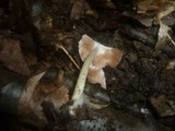 Volvariella pusilla image