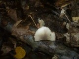 Volvariella pusilla image