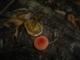 Boletus rubellus image