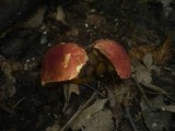 Boletus rubellus image