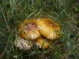 Amanita regalis image