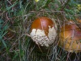 Amanita regalis image