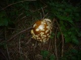 Amanita regalis image