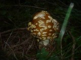 Amanita regalis image