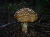 Amanita regalis image