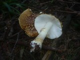 Amanita regalis image