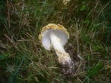 Amanita regalis image