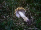 Amanita regalis image