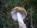 Amanita regalis image