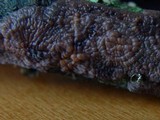 Peniophora quercina image
