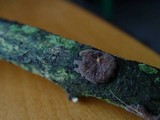 Peniophora quercina image
