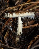 Lepiota magnispora image
