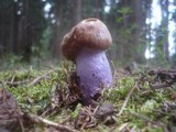 Cortinarius collinitus image