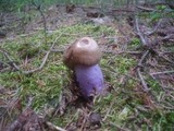 Cortinarius collinitus image