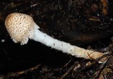 Lepiota magnispora image