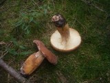Lactarius volemus image