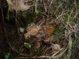 Postia ptychogaster image