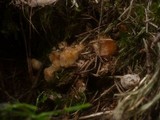 Postia ptychogaster image