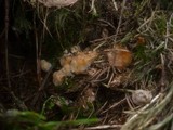 Postia ptychogaster image