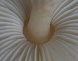 Lepiota magnispora image