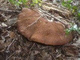 Boletus fragrans image