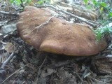 Boletus fragrans image