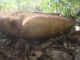 Boletus fragrans image