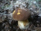 Boletus fragrans image