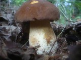 Boletus fragrans image