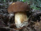 Boletus fragrans image