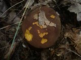 Boletus fragrans image