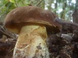 Boletus fragrans image
