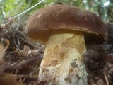 Boletus fragrans image