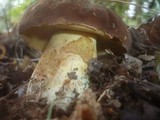 Boletus fragrans image