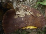 Boletus fragrans image