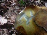 Boletus fragrans image