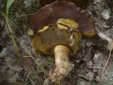 Boletus fragrans image