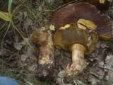 Boletus fragrans image