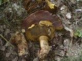 Boletus fragrans image