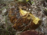 Boletus fragrans image