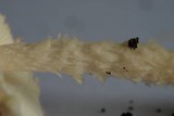 Lepiota magnispora image
