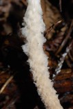 Lepiota magnispora image