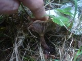 Gomphidius maculatus image