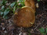 Gyroporus castaneus image