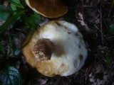 Gyroporus castaneus image