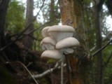 Pleurotus pulmonarius image