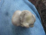 Pleurotus pulmonarius image