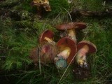 Boletus erythropus image